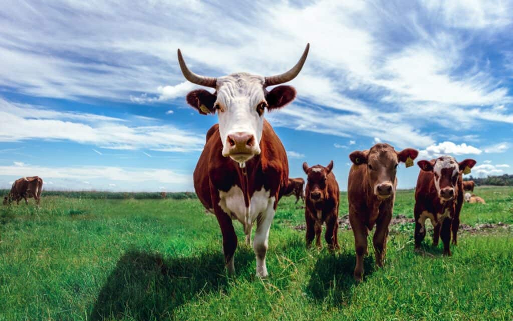 Cow corner